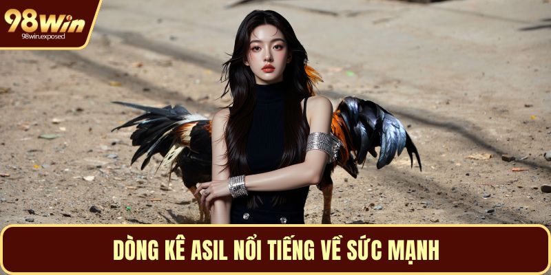 Dòng kê Asil nổi tiếng về sức mạnh